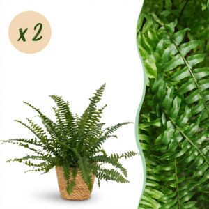 Nephrolepsis exaltata Green Lady - Varen - Huisdiervriendelijke Plant - Groen - 2 Planten - met Mand
