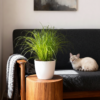 Cyperus alternifolius Zumula - Kattengras - Huisdiervriendelijke Plant - Groen - met Potter Wit