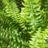 Nephrolepsis exaltata Green Lady - Varen - Huisdiervriendelijke Plant - Groen - 2 Planten - met Mand