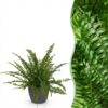 Nephrolepsis exaltata Green Lady - Varen - Huisdiervriendelijke Plant - Groen - met Potter Grijs