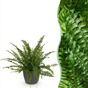 Nephrolepsis exaltata Green Lady - Varen - Huisdiervriendelijke Plant - Groen - met Potter Grijs