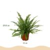 Nephrolepsis exaltata Green Lady - Varen - Huisdiervriendelijke Plant - Groen - met Potter Grijs