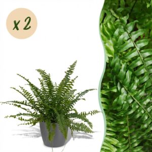 Nephrolepsis exaltata Green Lady - Varen - Huisdiervriendelijke Plant - Groen - 2 Planten - met Potter Grijs