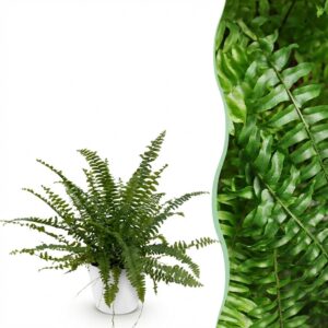 Nephrolepsis exaltata Green Lady - Varen - Huisdiervriendelijke Plant - Groen - met Potter Wit
