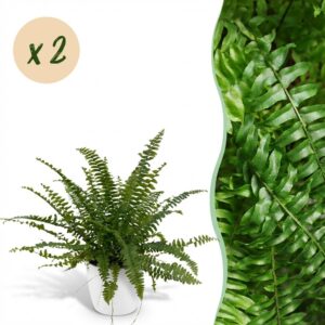Nephrolepsis exaltata Green Lady - Varen - Huisdiervriendelijke Plant - Groen - 2 Planten - met Potter Wit