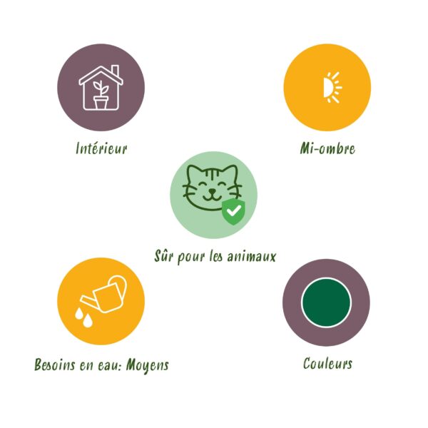 Nephrolepsis exaltata Green Lady - Varen - Huisdiervriendelijke Plant - Groen - 2 Planten - met Potter Wit