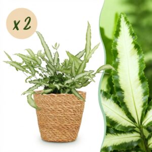 Pteris cretica Albolineata - Lintvaren - Huisdiervriendelijke Plant - Groen - 2 Planten - met Mand