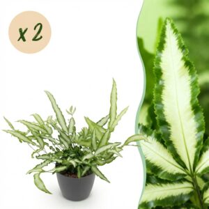 Pteris cretica Albolineata - Lintvaren - Huisdiervriendelijke Plant - Groen - 2 Planten - met Potter Grijs