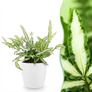 Pteris cretica Albolineata - Lintvaren - Huisdiervriendelijke Plant - Groen - met Potter Wit