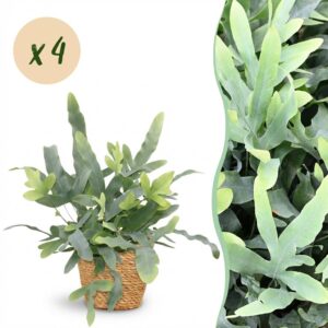 Phlebodium aureum Blue Star - Blauwe Varen - Huisdiervriendelijke Plant - Blauw - 4 Planten - met Mand