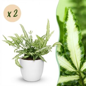 Pteris cretica Albolineata - Lintvaren - Huisdiervriendelijke Plant - Groen - 2 Planten - met Potter Wit