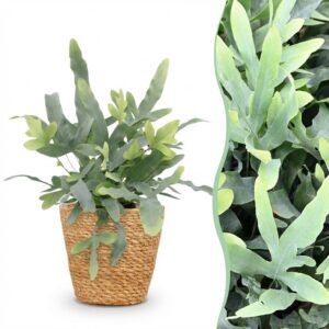Phlebodium aureum Blue Star - Blauwe Varen - Huisdiervriendelijke Plant - Blauw - met Mand