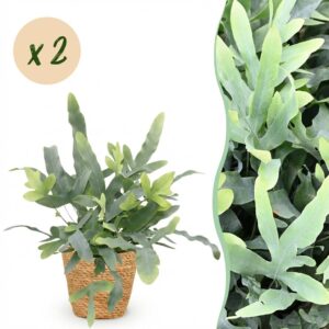 Phlebodium aureum Blue Star - Blauwe Varen - Huisdiervriendelijke Plant - Blauw - 2 Planten - met Mand
