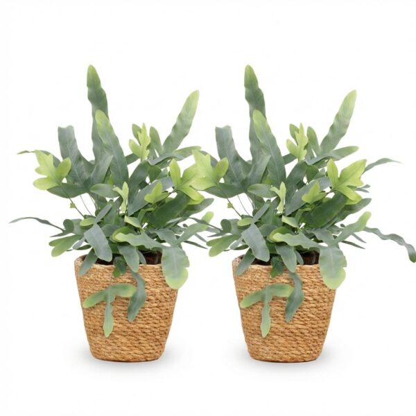Phlebodium aureum Blue Star - Blauwe Varen - Huisdiervriendelijke Plant - Blauw - 2 Planten - met Mand