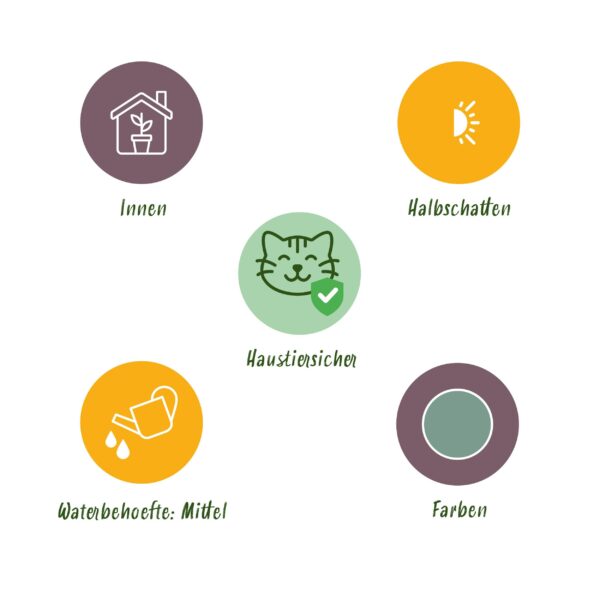 Phlebodium aureum Blue Star - Blauwe Varen - Huisdiervriendelijke Plant - Blauw - 2 Planten - met Mand