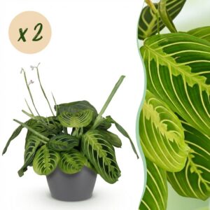 Maranta Fascinator Lemon Lime - Gebedsplant - Huisdiervriendelijke Plant - Groen - 2 Planten - met Potter Grijs