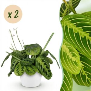Maranta Fascinator Lemon Lime - Gebedsplant - Huisdiervriendelijke Plant - Groen - 2 Planten - met Potter Wit