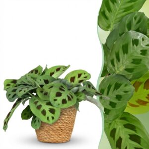 Maranta Fascinator Kerchoveana - Zebraplant - Huisdiervriendelijke Plant - Groen - met Mand