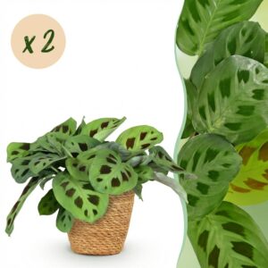 Maranta Fascinator Kerchoveana - Zebraplant - Huisdiervriendelijke Plant - Groen - 2 Planten - met Mand