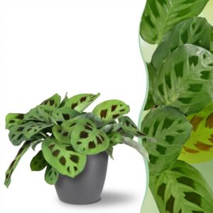Maranta Fascinator Kerchoveana - Zebraplant - Huisdiervriendelijke Plant - Groen - met Potter Grijs
