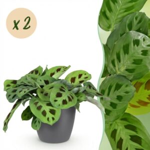 Maranta Fascinator Kerchoveana - Zebraplant - Huisdiervriendelijke Plant - Groen - 2 Planten - met Potter Grijs