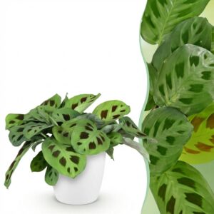 Maranta Fascinator Kerchoveana - Zebraplant - Huisdiervriendelijke Plant - Groen - met Potter Wit