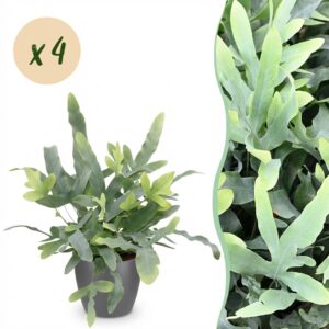 Phlebodium aureum Blue Star - Blauwe Varen - Huisdiervriendelijke Plant - Blauw - 4 Planten - met Potter Grijs