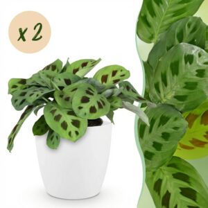 Maranta Fascinator Kerchoveana - Zebraplant - Huisdiervriendelijke Plant - Groen - 2 Planten - met Potter Wit