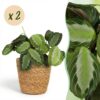 Maranta Fascinator Silverband - Gebedsplant - Huisdiervriendelijke Plant - Groen - 2 Planten - met Mand