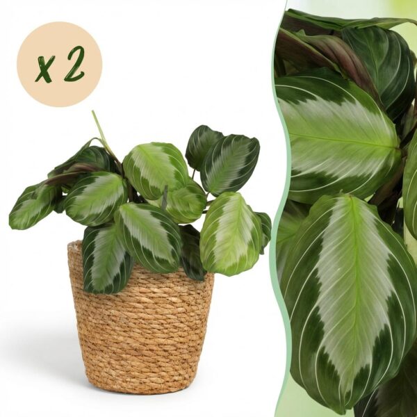 Maranta Fascinator Silverband - Gebedsplant - Huisdiervriendelijke Plant - Groen - 2 Planten - met Mand