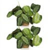 Maranta Fascinator Silverband - Gebedsplant - Huisdiervriendelijke Plant - Groen - 2 Planten - met Mand
