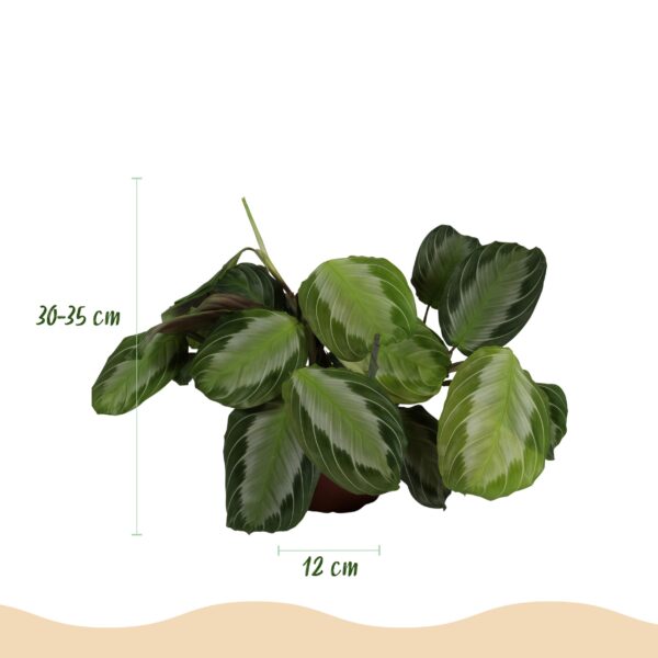 Maranta Fascinator Silverband - Gebedsplant - Huisdiervriendelijke Plant - Groen - 2 Planten - met Mand