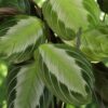 Maranta Fascinator Silverband - Gebedsplant - Huisdiervriendelijke Plant - Groen - 2 Planten - met Mand