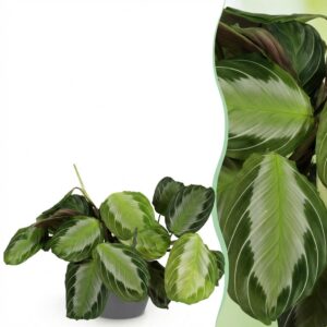 thumbnail_6000-1918.jpg Maranta Fascinator Silverband - Gebedsplant - Huisdiervriendelijke Plant - Groen - met Potter Grijs