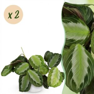 thumbnail_6000-1948.jpg Maranta Fascinator Silverband - Gebedsplant - Huisdiervriendelijke Plant - Groen - 2 Planten - met Potter Wit