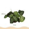 Maranta Fascinator Silverband - Gebedsplant - Huisdiervriendelijke Plant - Groen - 2 Planten - met Potter Wit