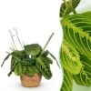 Maranta Fascinator Lemon Lime - Gebedsplant - Huisdiervriendelijke Plant - Groen - met Mand