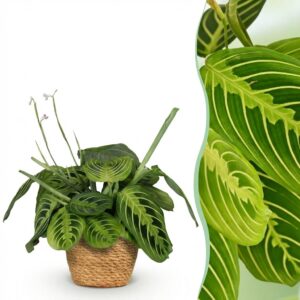thumbnail_6000-1958.jpg Maranta Fascinator Lemon Lime - Gebedsplant - Huisdiervriendelijke Plant - Groen - met Mand
