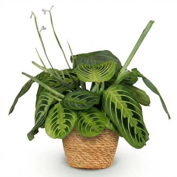 Maranta Fascinator Lemon Lime - Gebedsplant - Huisdiervriendelijke Plant - Groen - met Mand