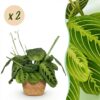Maranta Fascinator Lemon Lime - Gebedsplant - Huisdiervriendelijke Plant - Groen - 2 Planten - met Mand