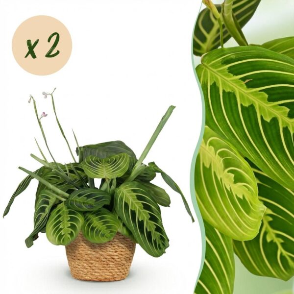Maranta Fascinator Lemon Lime - Gebedsplant - Huisdiervriendelijke Plant - Groen - 2 Planten - met Mand