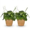 Maranta Fascinator Lemon Lime - Gebedsplant - Huisdiervriendelijke Plant - Groen - 2 Planten - met Mand