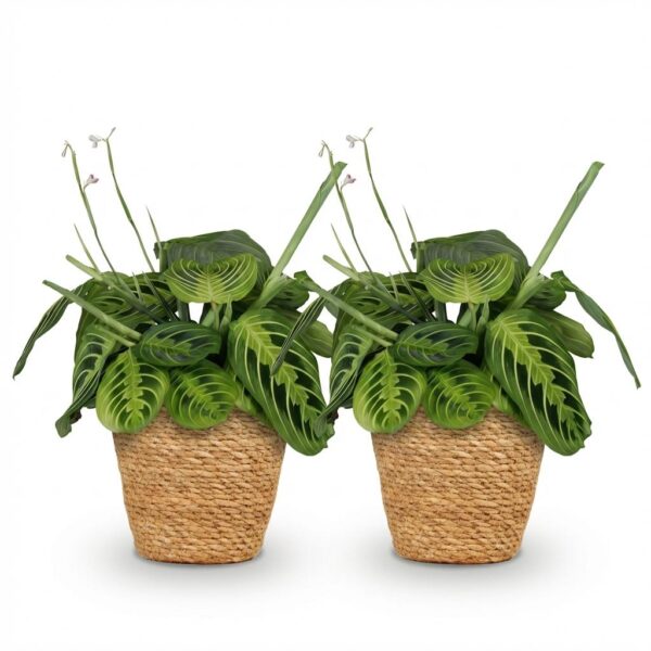 Maranta Fascinator Lemon Lime - Gebedsplant - Huisdiervriendelijke Plant - Groen - 2 Planten - met Mand