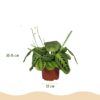 Maranta Fascinator Lemon Lime - Gebedsplant - Huisdiervriendelijke Plant - Groen - 2 Planten - met Mand