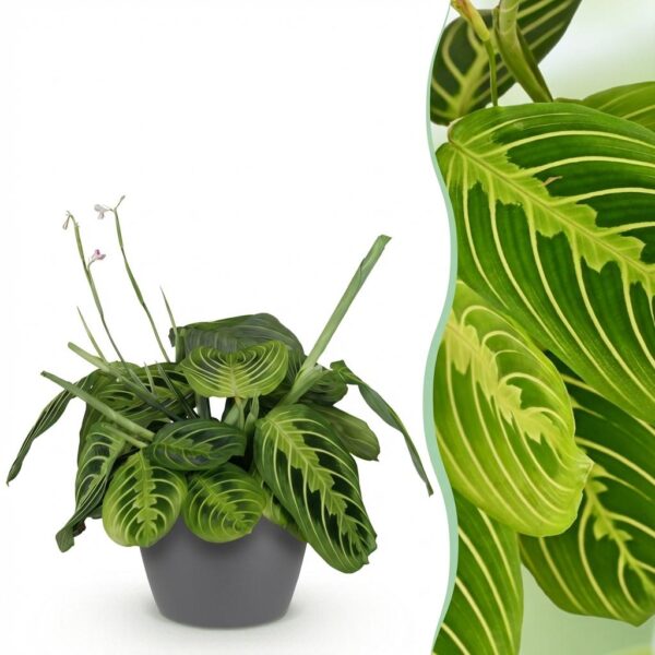 Maranta Fascinator Lemon Lime - Gebedsplant - Huisdiervriendelijke Plant - Groen - met Potter Grijs