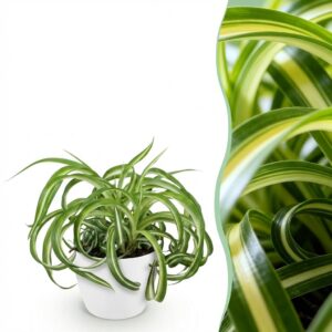 thumbnail_6000-1988.jpg Chlorophytum comosum Bonnie - Krullende Graslelie - Huisdiervriendelijke Plant - Groen - met Potter Wit