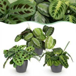 Marantha Silverband, Marantha Lemon Lime Marantha Kerchoveana - Gebedsplant - Huisdiervriendelijke Plant - Groen - 3 Planten - met Potter Grijs