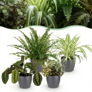 Chlorophytum - Maranta - Calissia - Nephrolepsis - Mix van 4 - Huisdiervriendelijke Planten - Groen - 4 Planten - met Potter Grijs