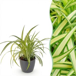 Chlorophytum comosum Variegatum - Bonte Graslelie - Huisdiervriendelijke Plant - Groen - met Potter Grijs