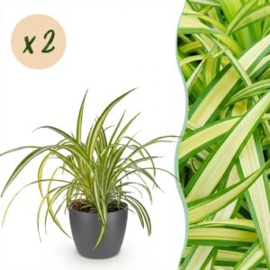Chlorophytum comosum Variegatum - Bonte Graslelie - Huisdiervriendelijke Plant - Groen - 2 Planten - met Potter Grijs